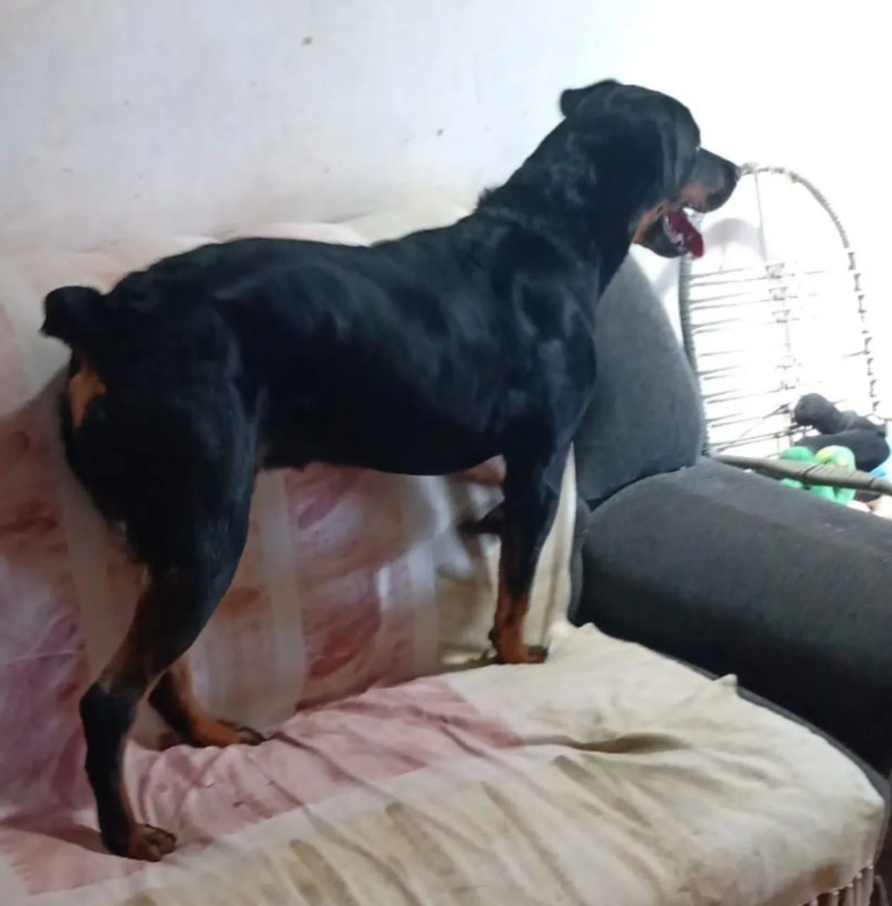 Procura-se Namorada pra Marley - Foto 4