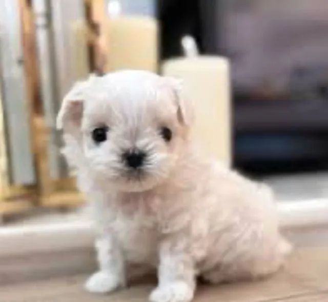 Maltês Filhotes O Melhor Miniatura. 