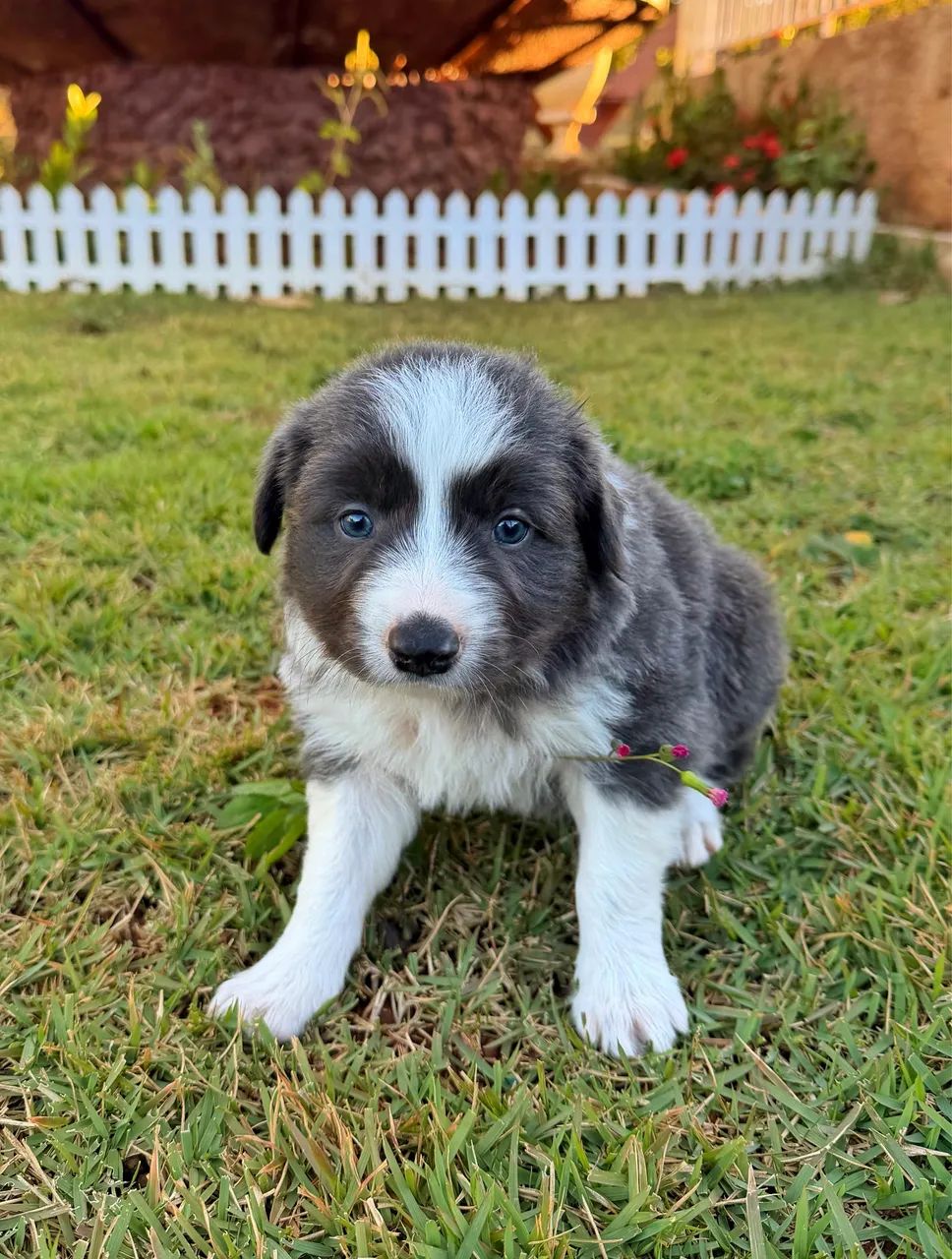 Border collie 1000,00 - Foto 2