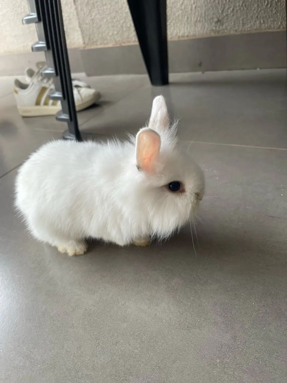 Mini coelho - Foto 2