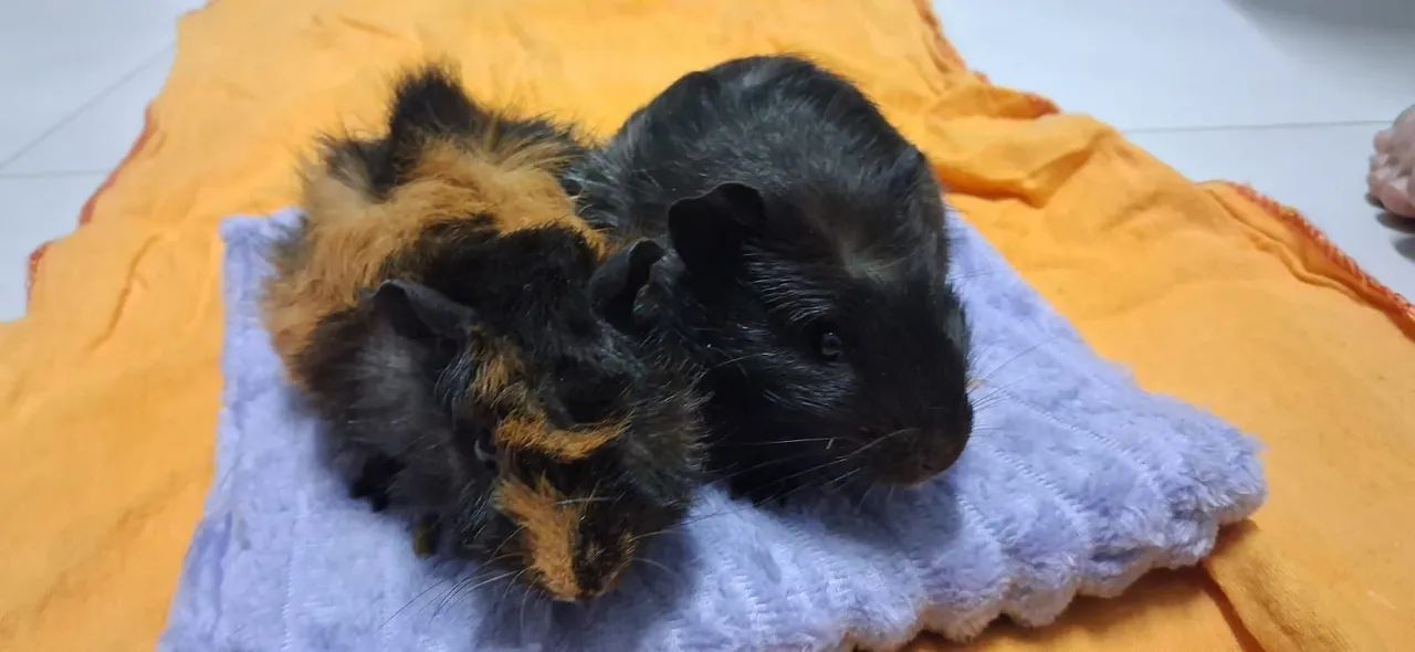 2 Porquinhas-da-Índia + Kit Completo (Prontas para novo lar)