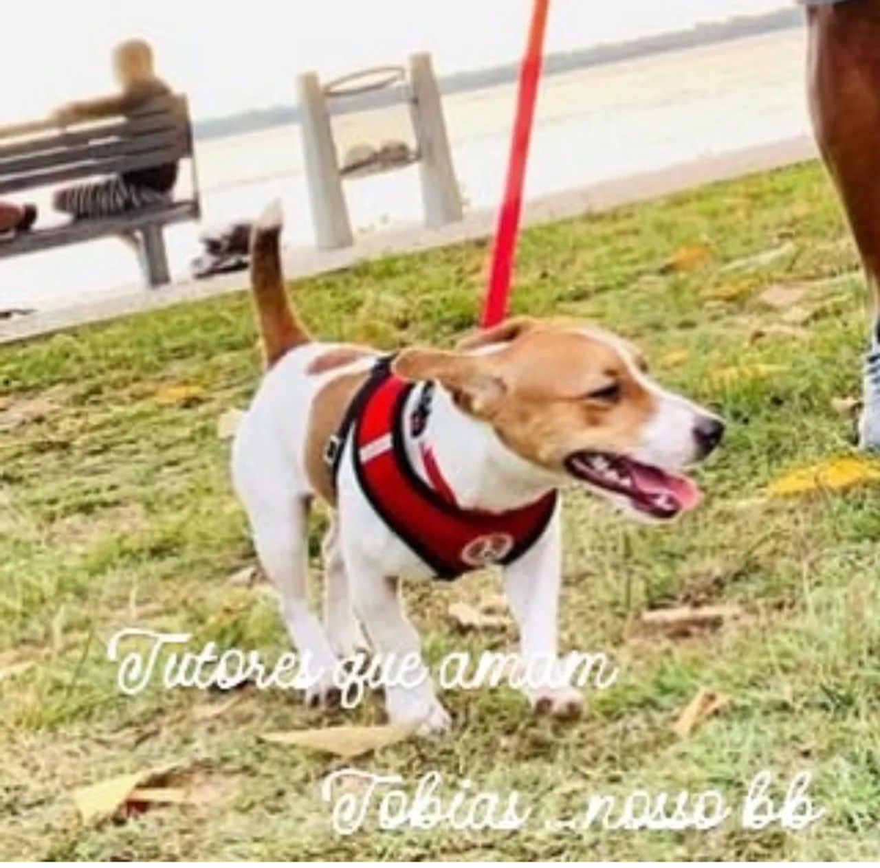 Jack Russel - Foto 2
