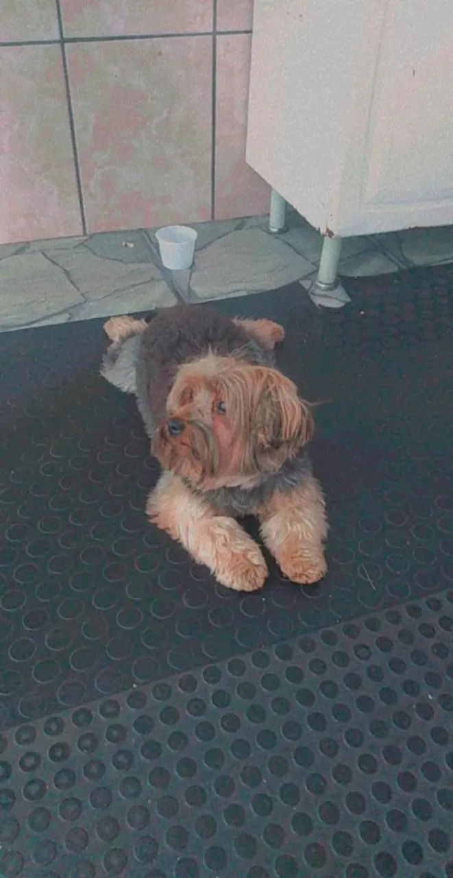 Cães 