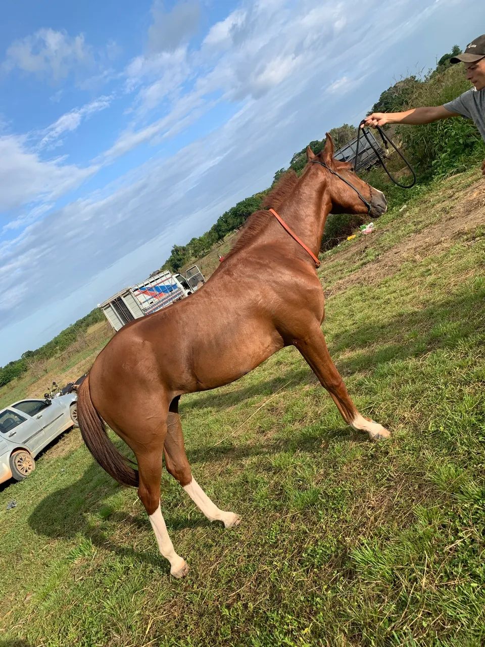 Cavalo  - Foto 4