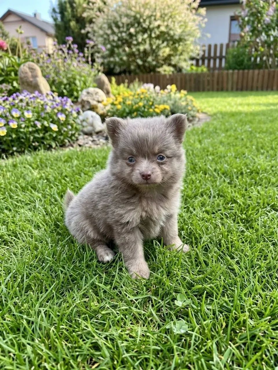 Pets - Foto 2