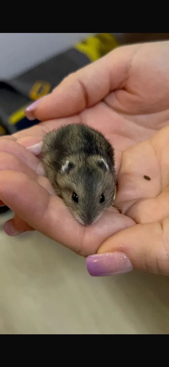 Hamster 