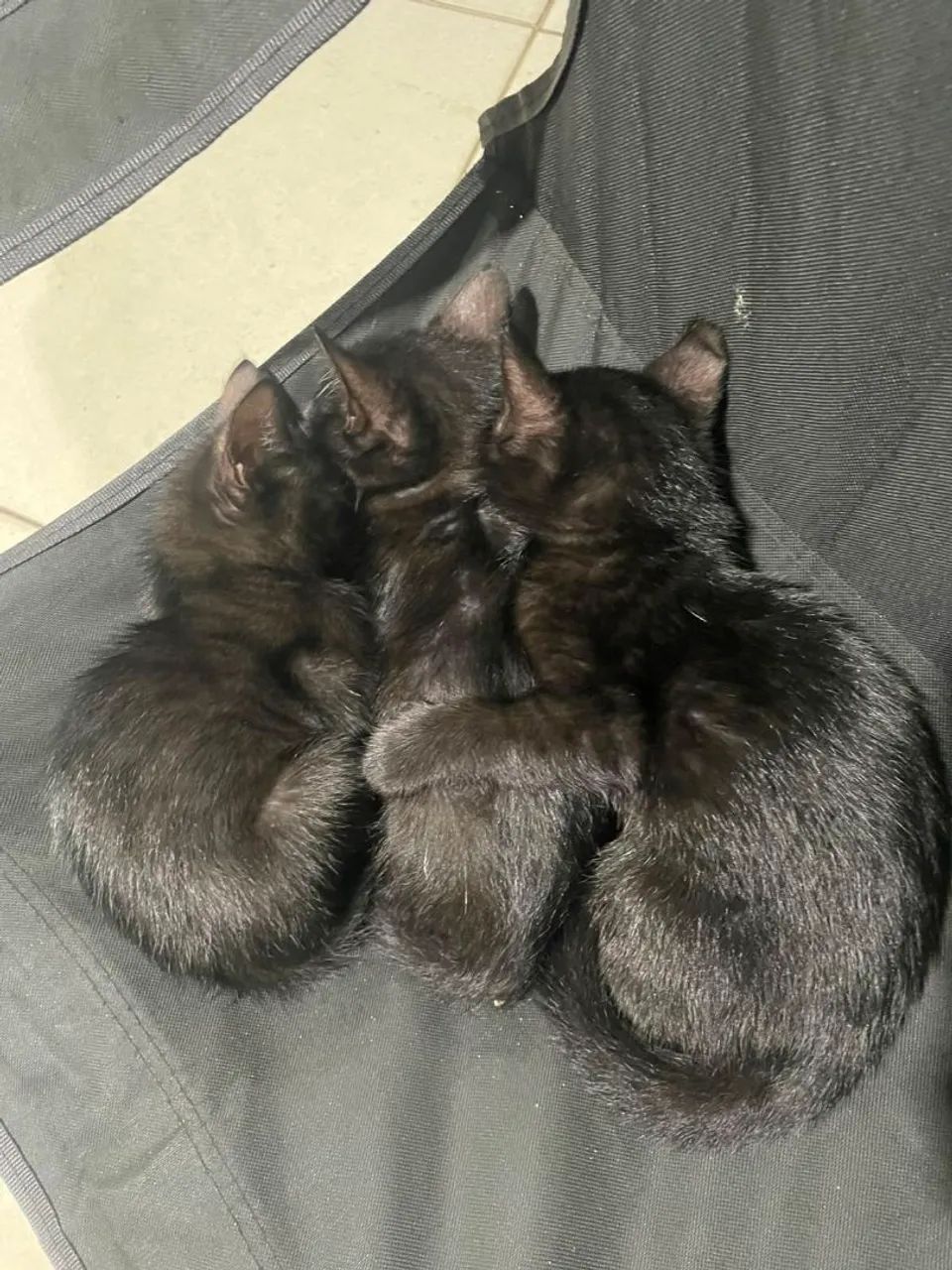 Doação de gatinhas  - Foto 3