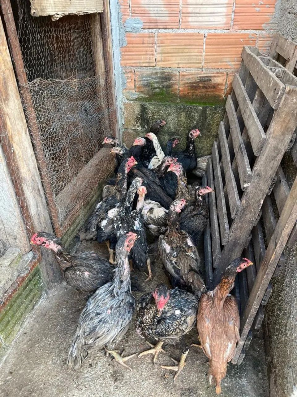 Lote da galinhas indias...