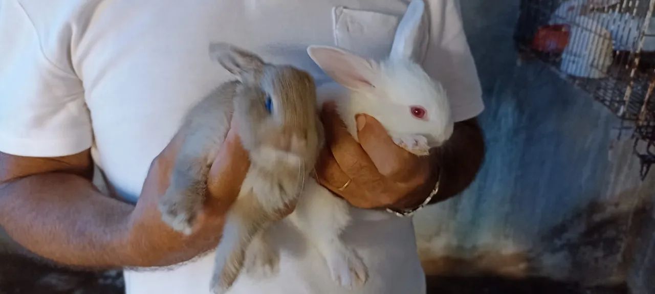 filhotes de coelhos 