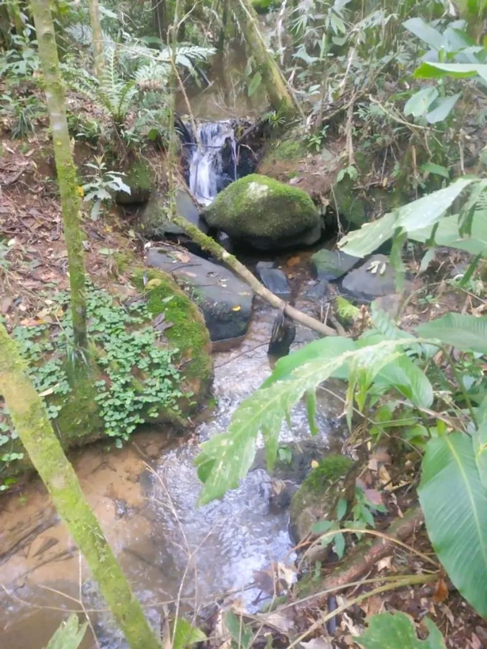 Sítio 40.000 m², Nascente, Roça, Invernada, São Pedro De Alcântara SC