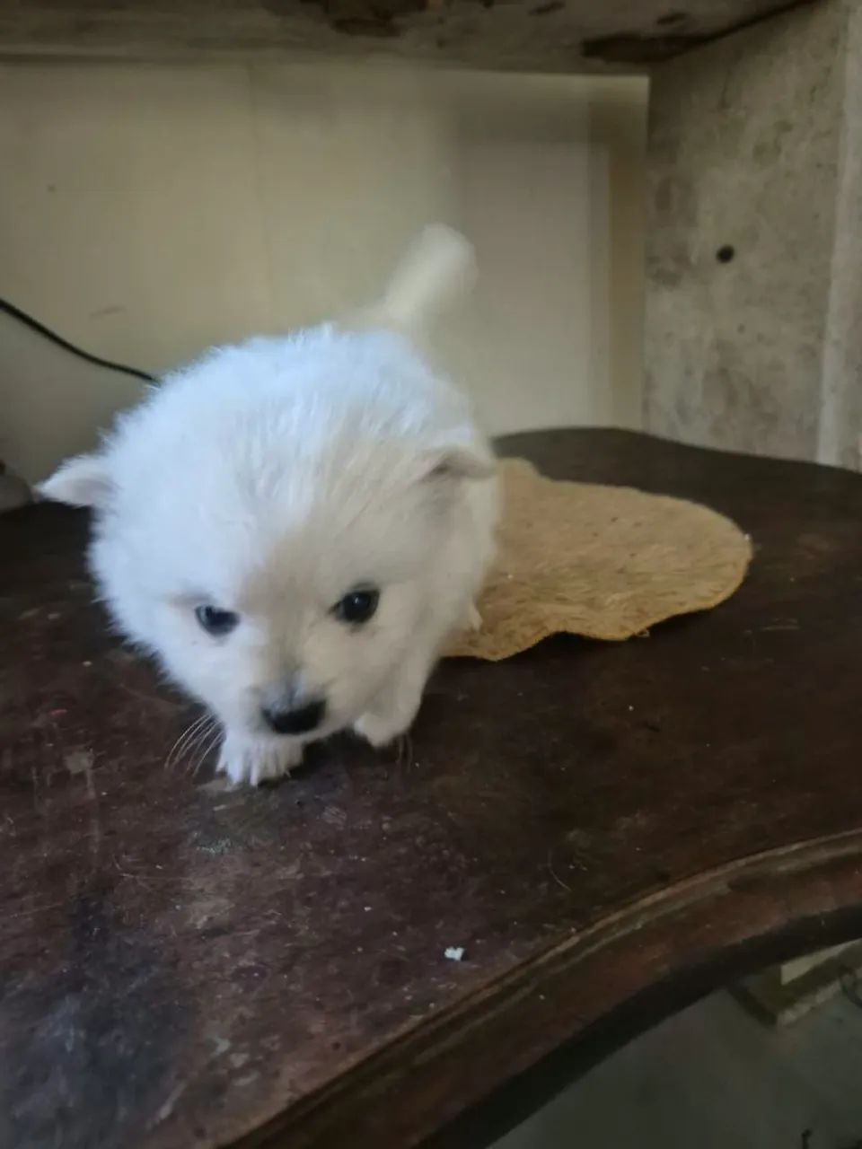 Cachorro spitz-alemão