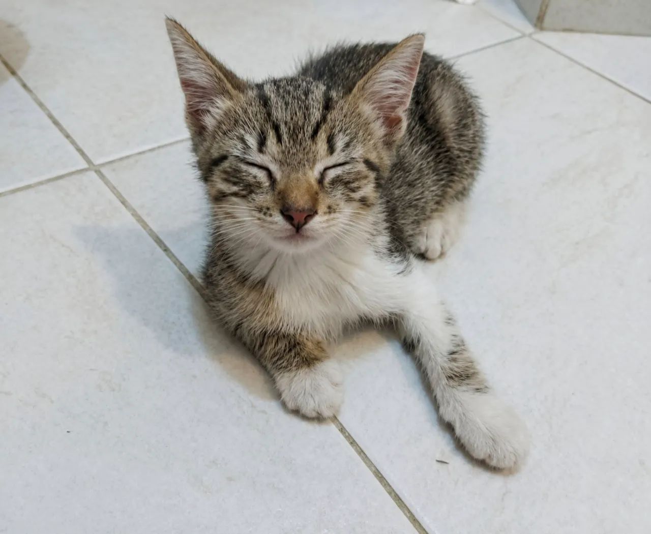 Adoção responsável  - Foto 4