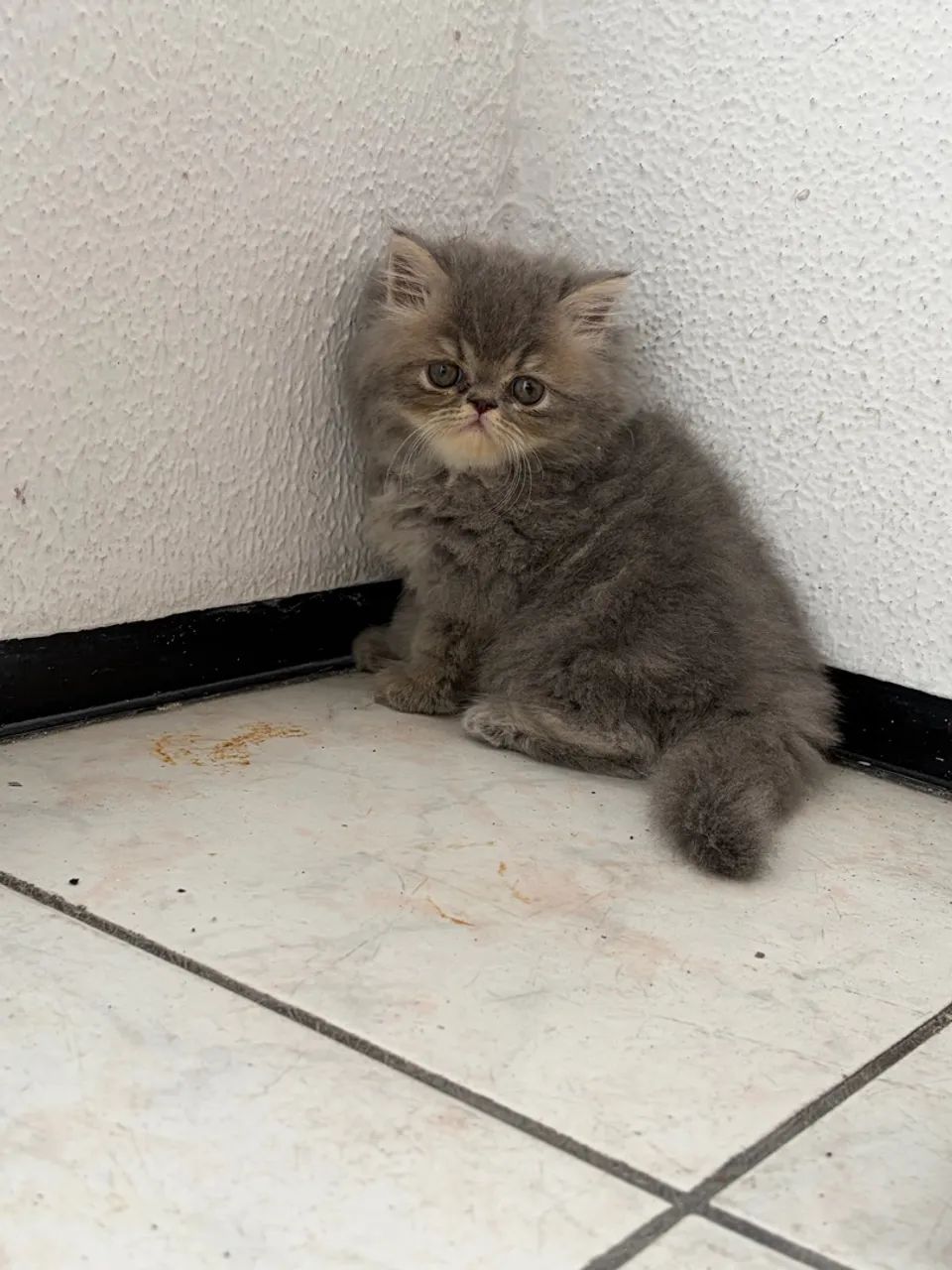 Gato persa macho - Foto 3