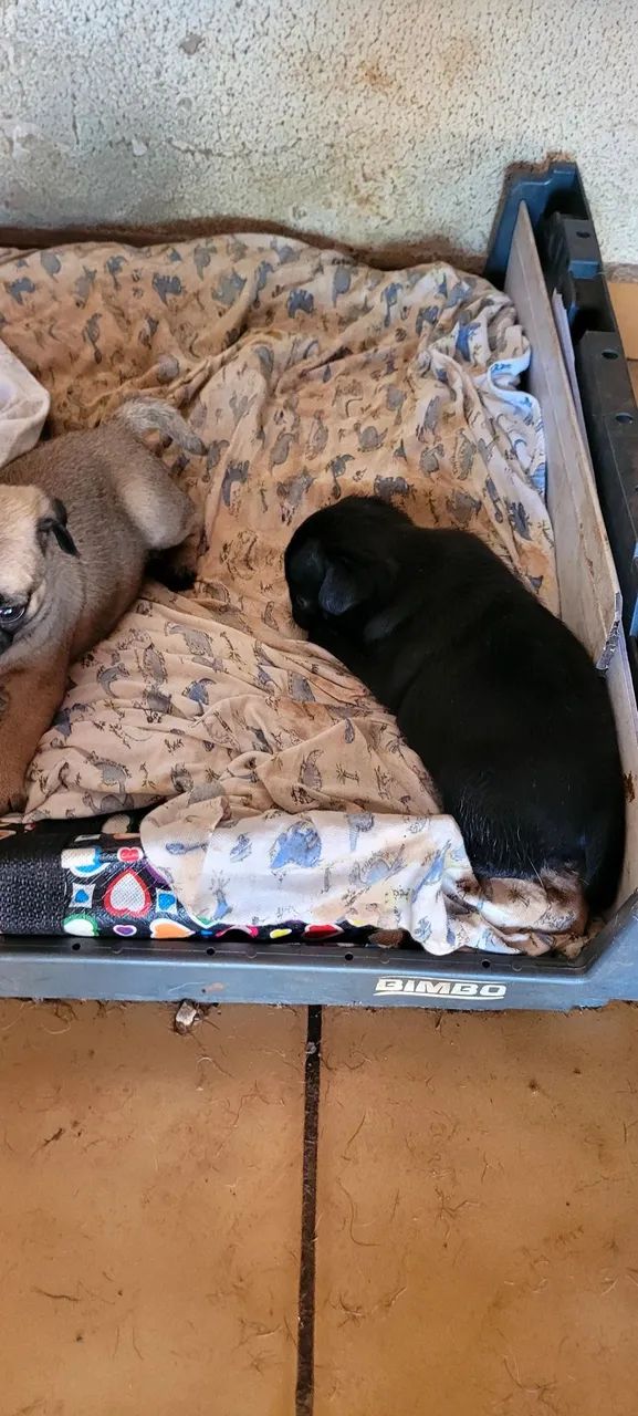 Cachorro | Raça Pug