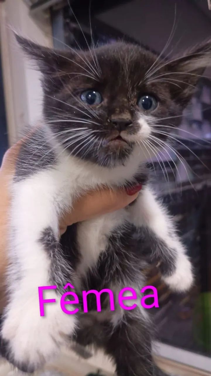 Gatinhos para doação  - Foto 4