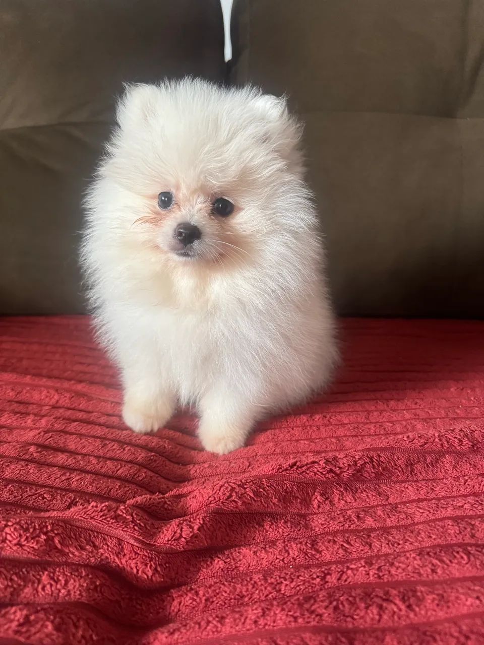 Vendo menina spitz alemão  - Foto 4