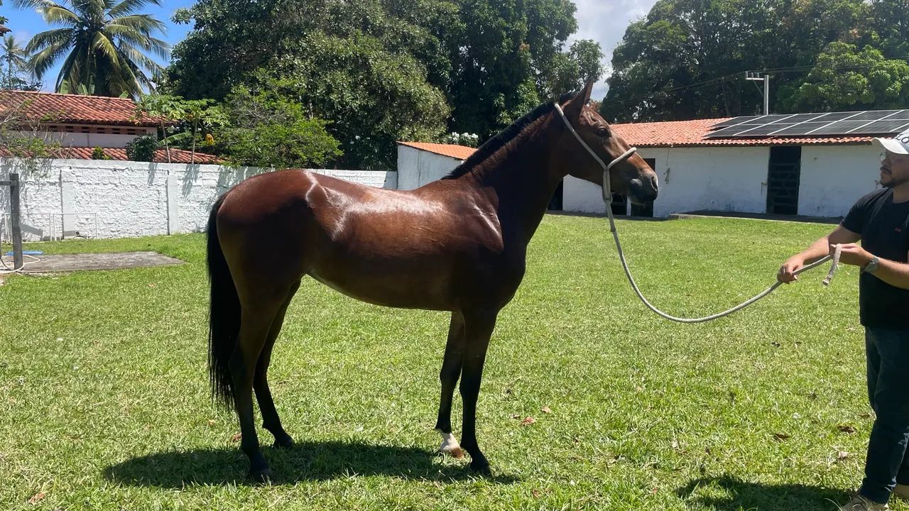 Potra mangalarga a venda - qualidade e beleza - Foto 3