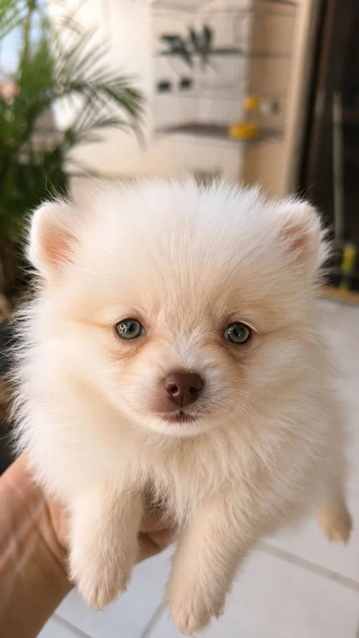 Spitz alemão 