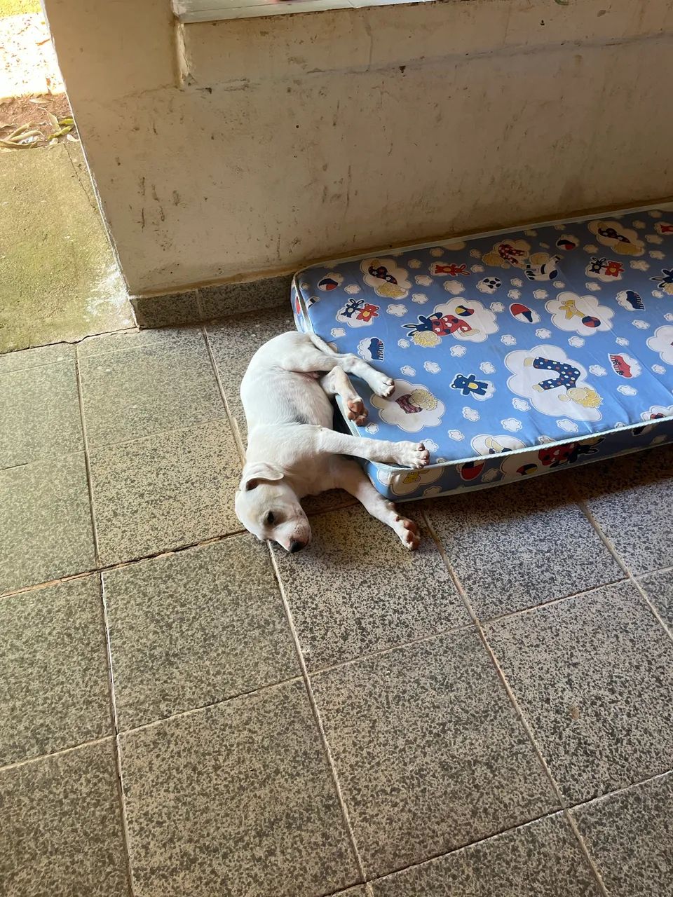Doa-se cachorro - Foto 3
