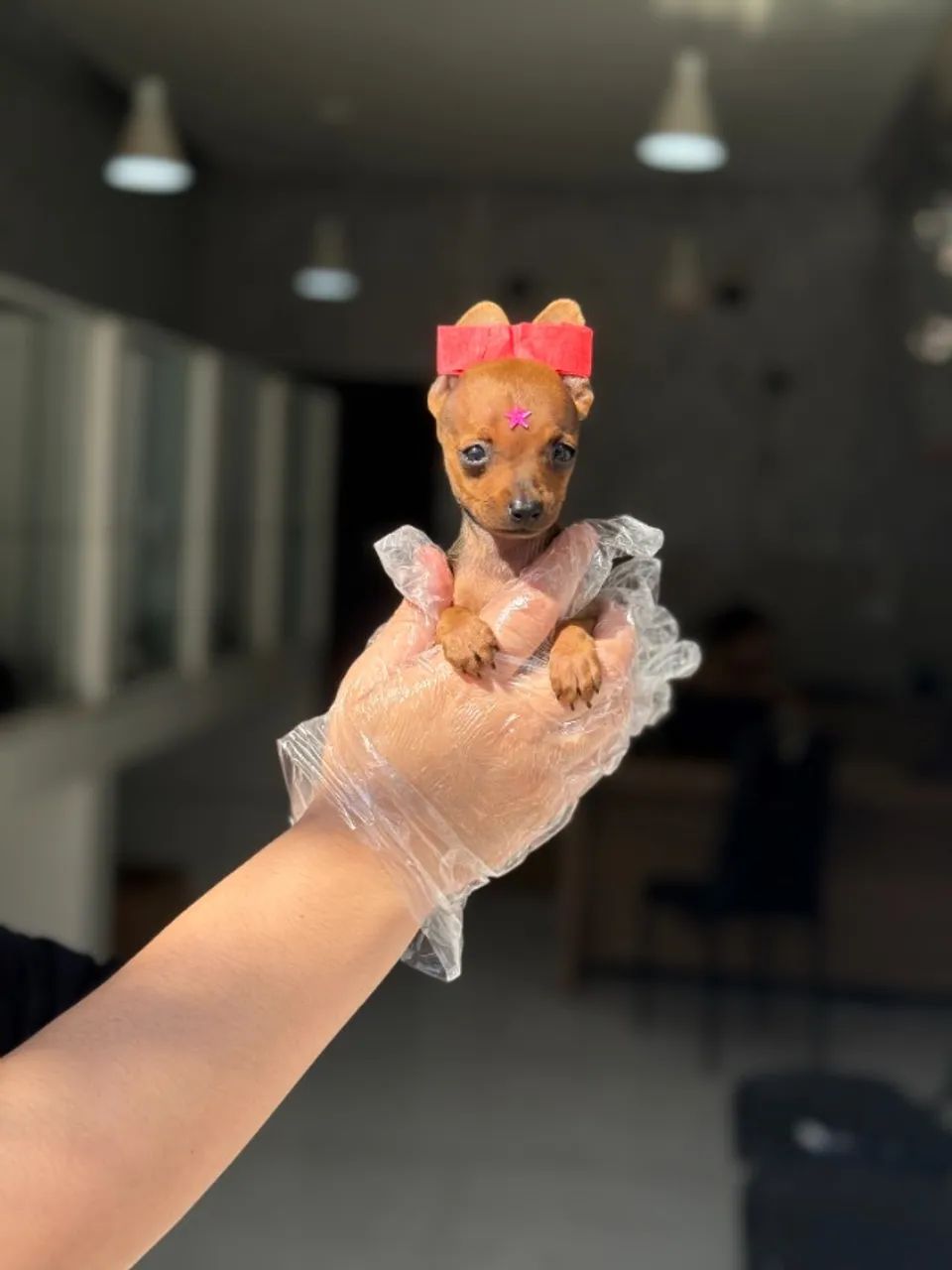 Pinscher Miniatura com Procedência e Garantia - Foto 2