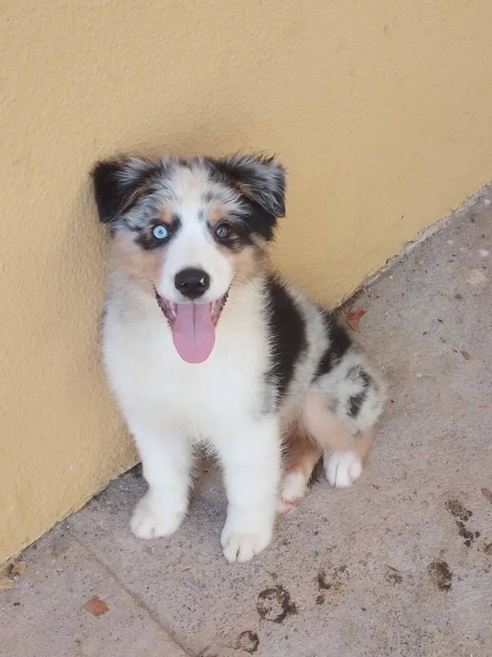 Pastor Australiano com Pedigree - Foto 5