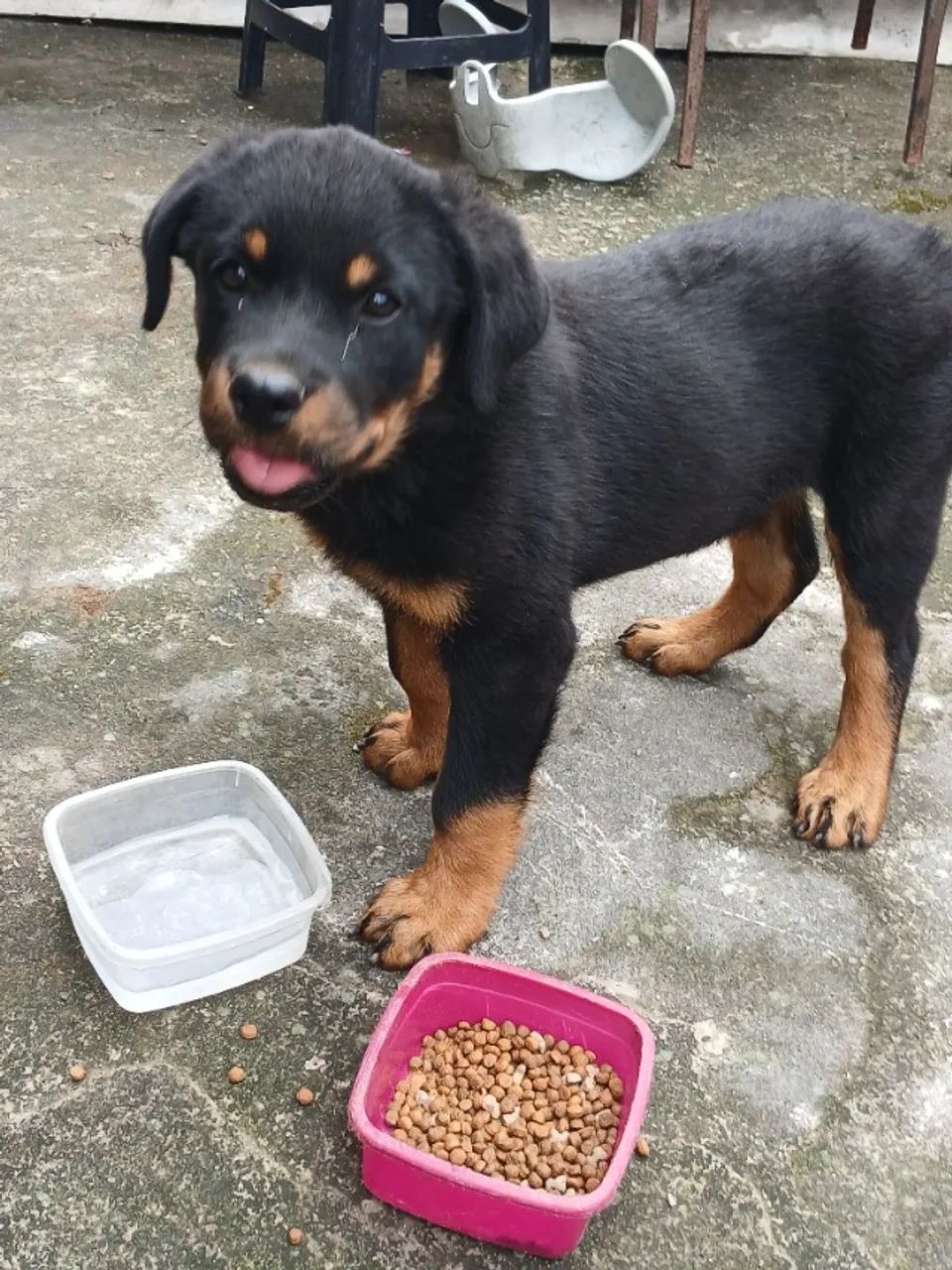 Venda de Rottweiler - Foto 4
