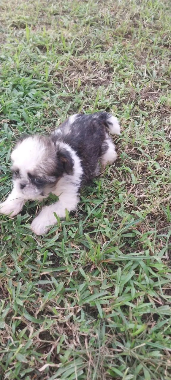 Shih Tzu - Foto 2