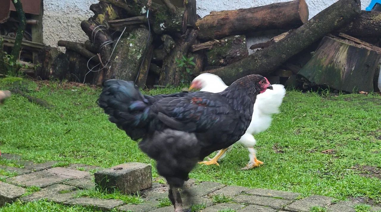 Frango brahma  - Foto 2