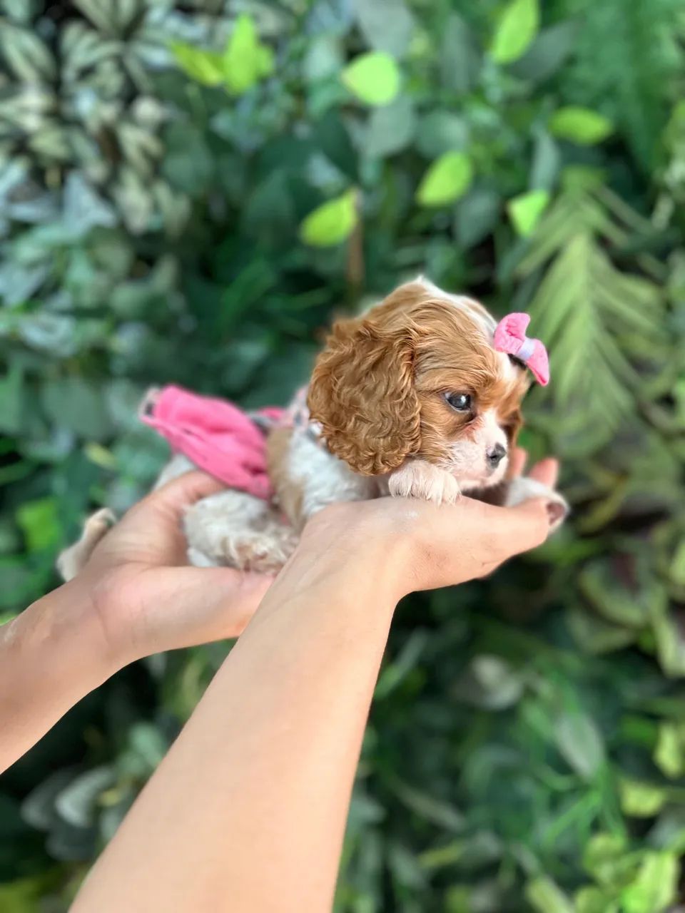 CAVALIER KING CHARLES SPANIEL URSINHO!!