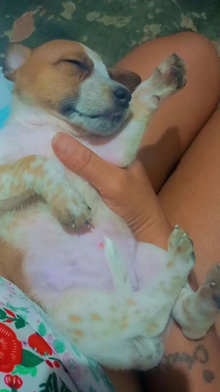 Cachorros porte pequeno - Foto 4