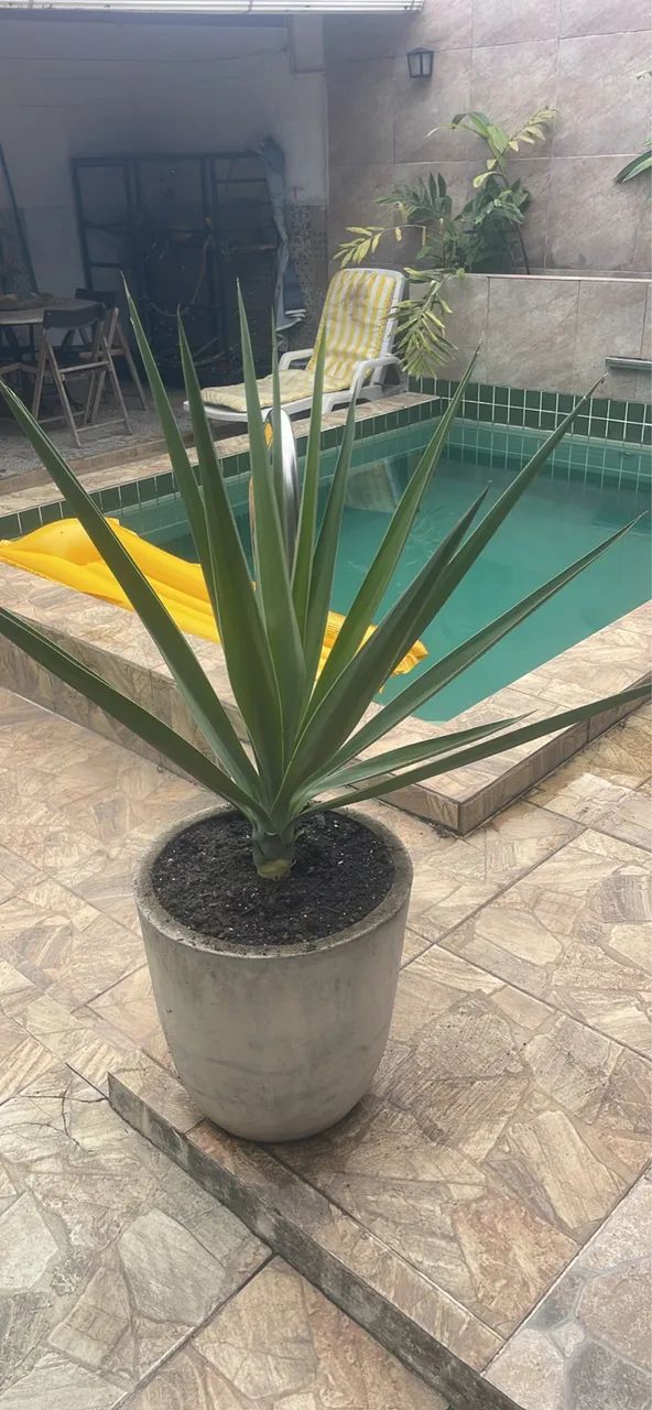 Planta Yuca