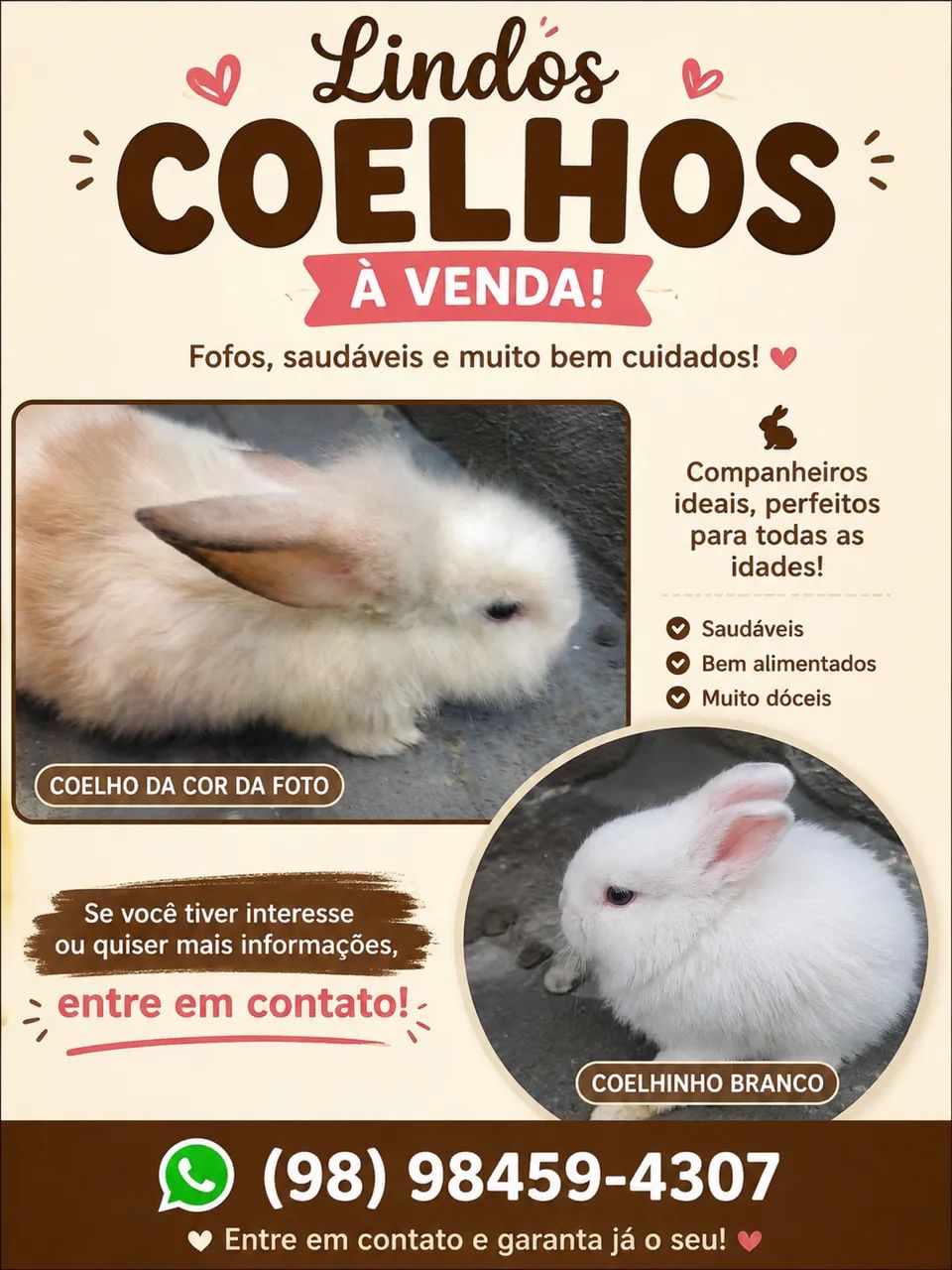 Vendo lindos coelhinhos - Foto 2