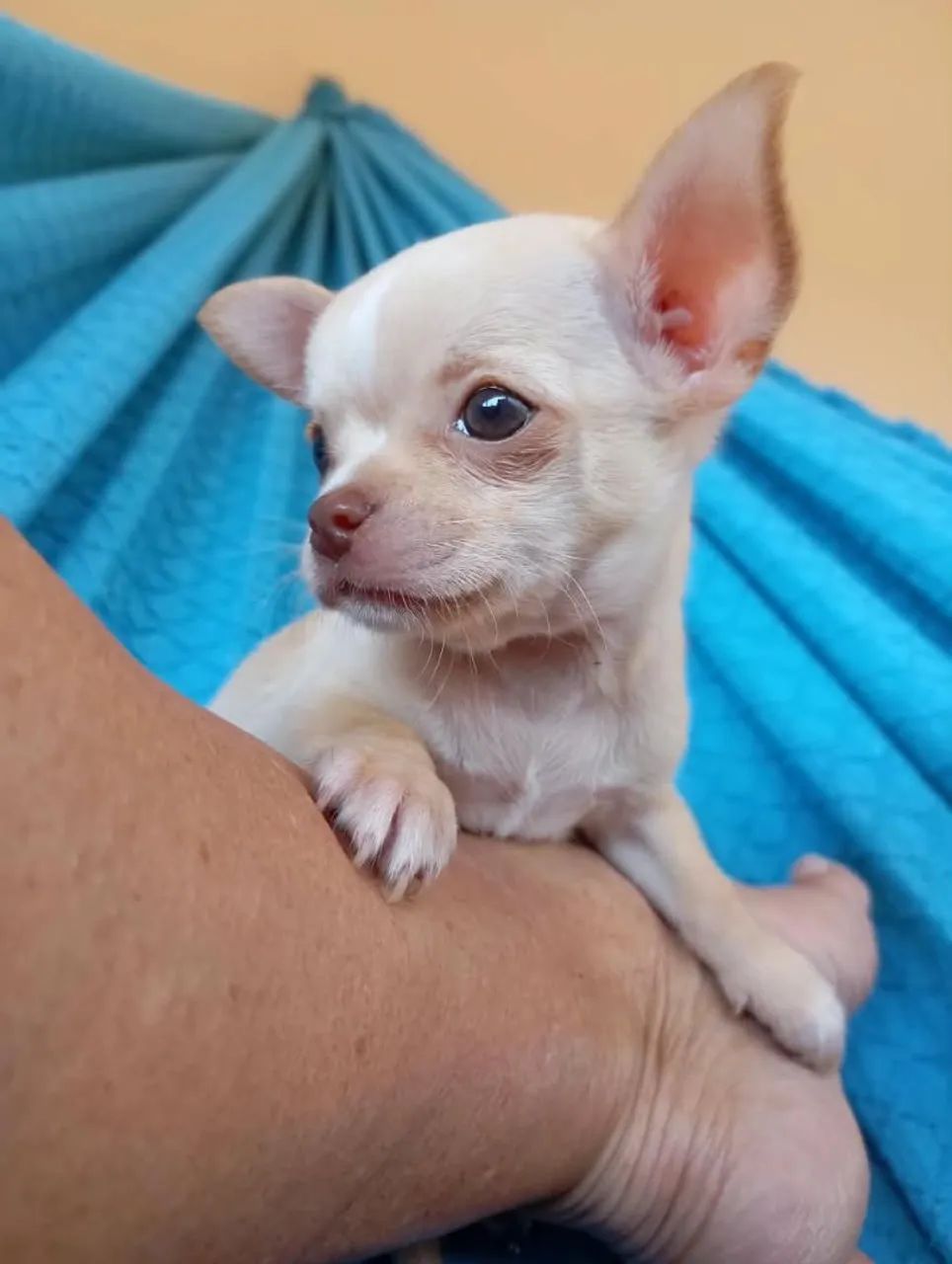 Chihuahua MACHO  - Foto 4