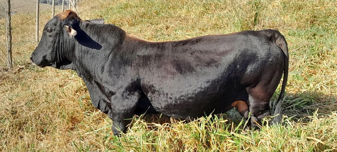 Mini boi disponível em Santa Isabel São Paulo val 3.500. 11 50528991 - Foto 2