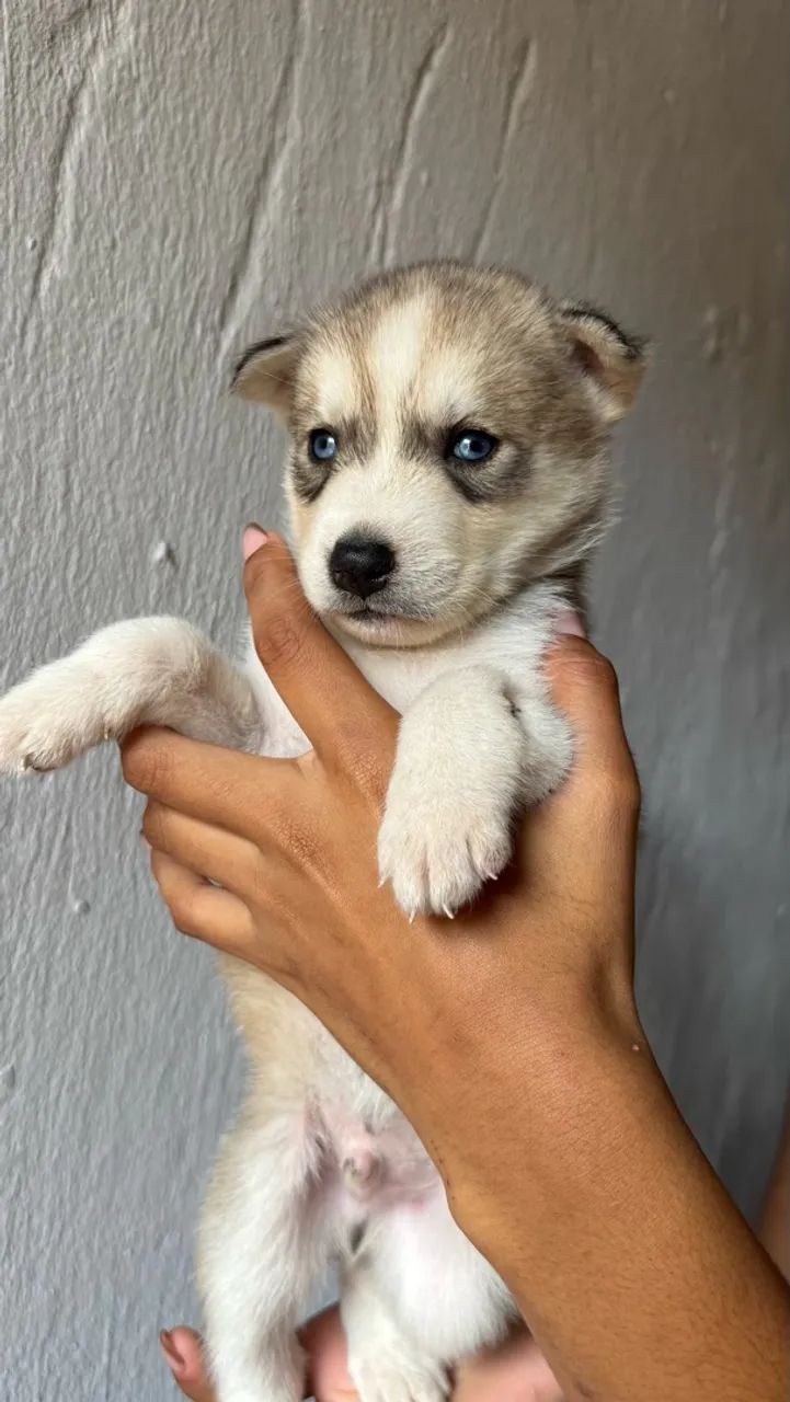 Husky siberiano  - Foto 5
