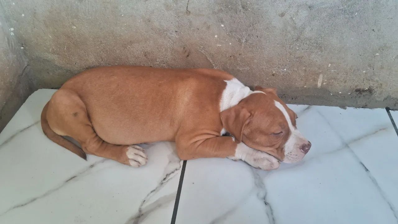 Folhote de pitbul  - Foto 2