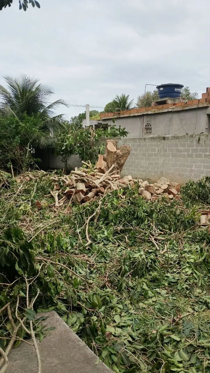 Corte de árvore em Vila Velha - Foto 4