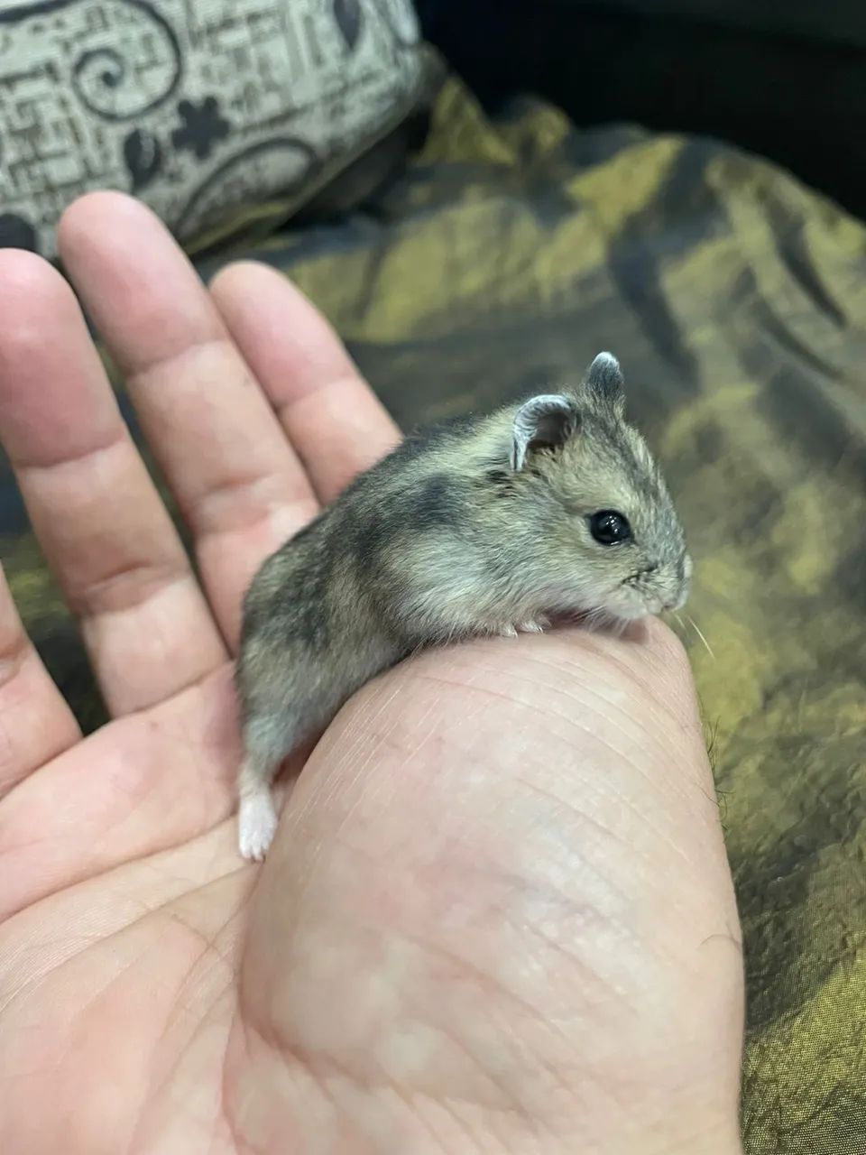 Hamster anão russo/ chinês  - Foto 4