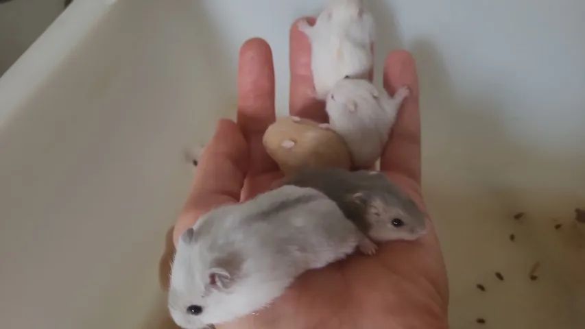 Hamster anão russo