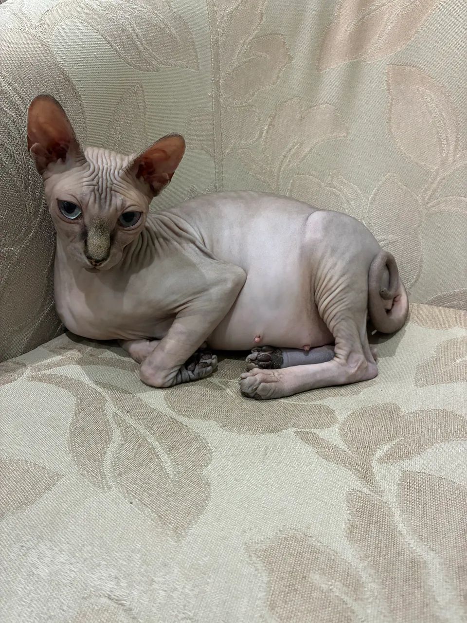 Gato Sphynx (gato sem pelo)  - Foto 3