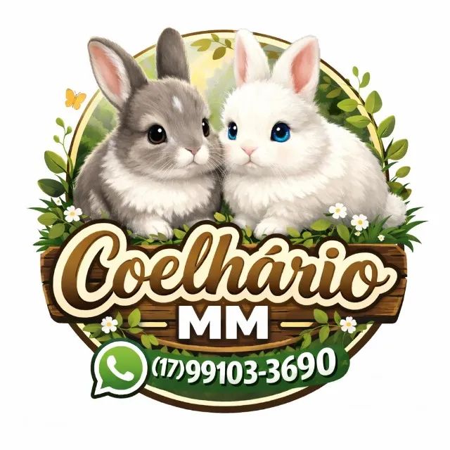 Mini coelho Netherlands,coelhinho anão, mini coelho darf - Foto 3