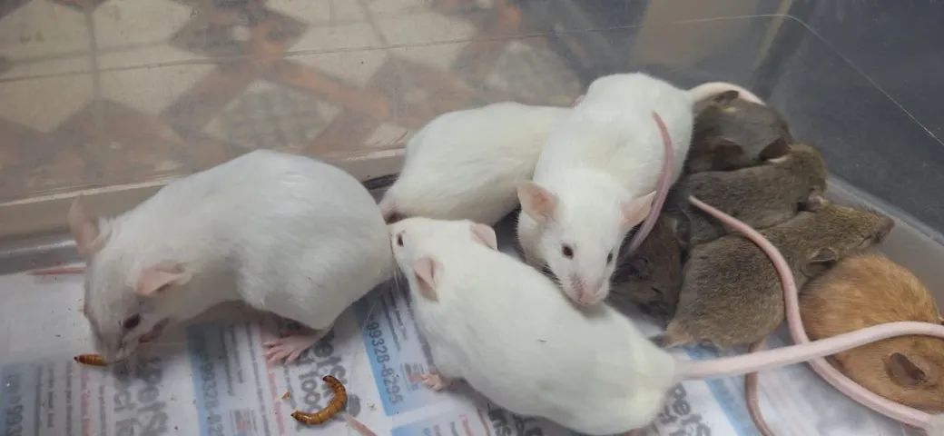 camundongo - Foto 2