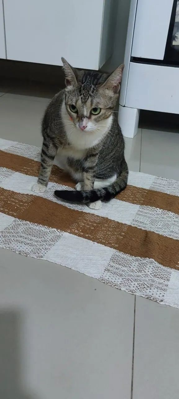 Gata fêmea castrada brincalhona - Foto 4