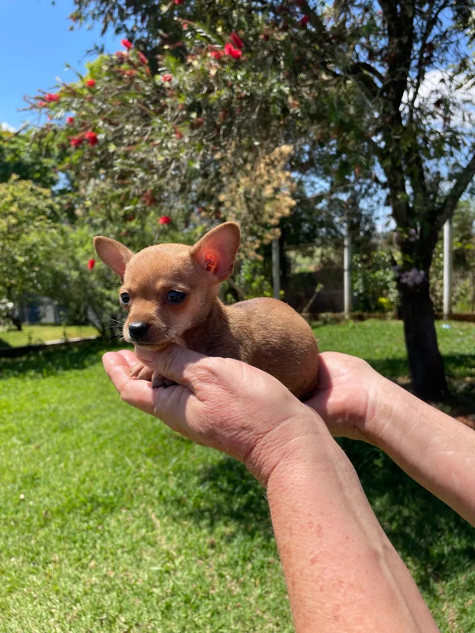 Mini pinscher macho  - Foto 5