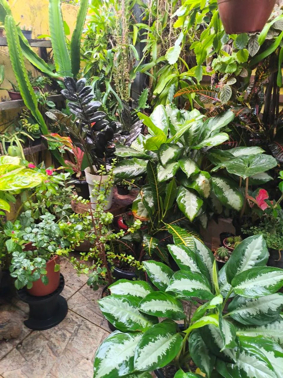 Plantas  - Foto 5