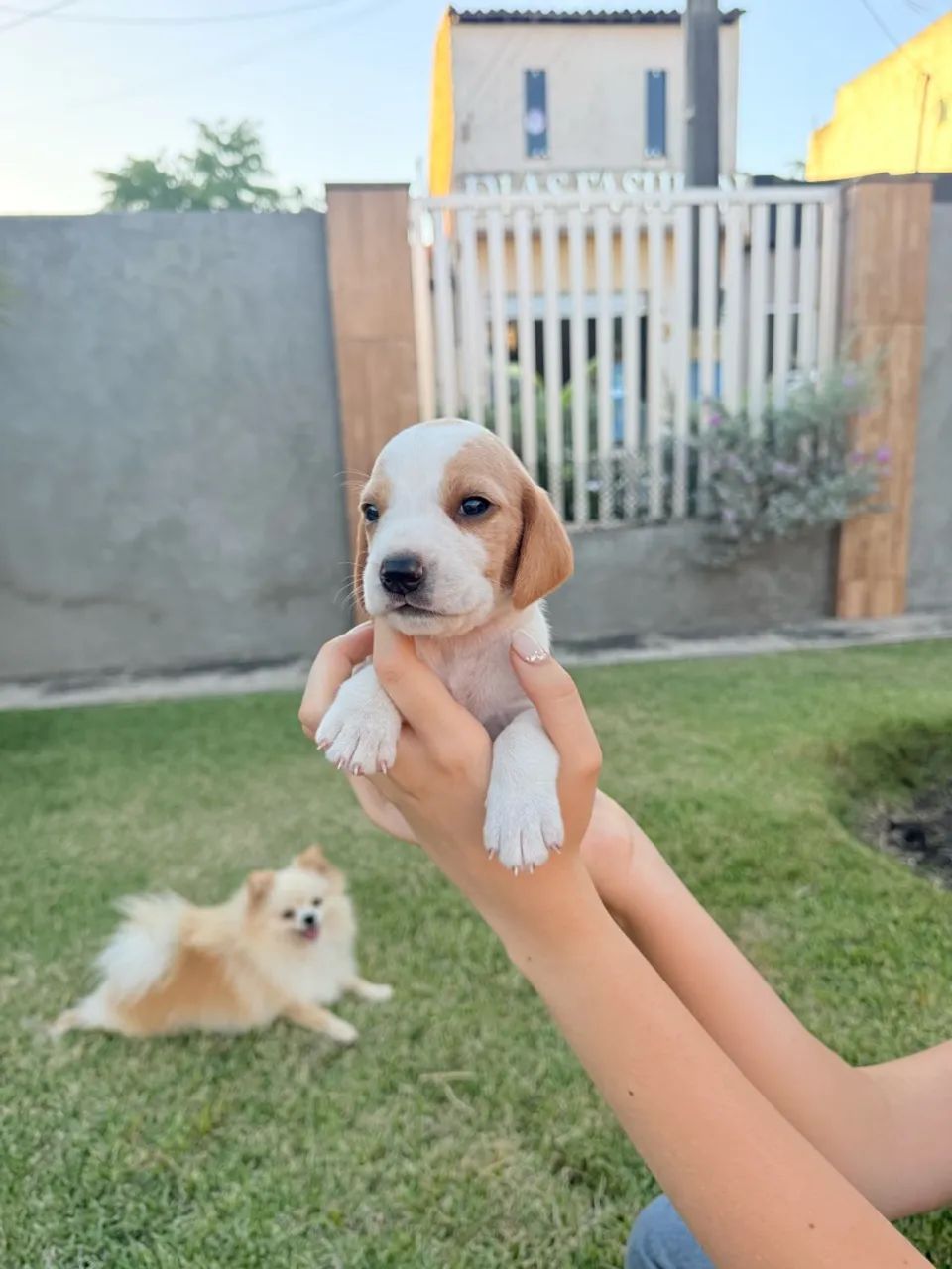 Beagle - Foto 3