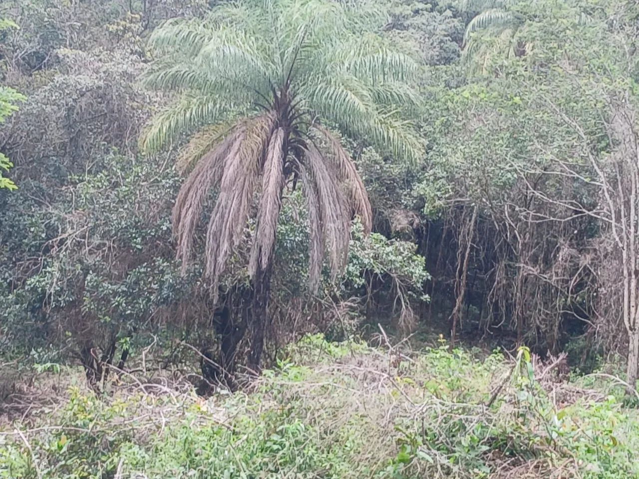 Fazendinha de 40.000 m2  - Foto 4