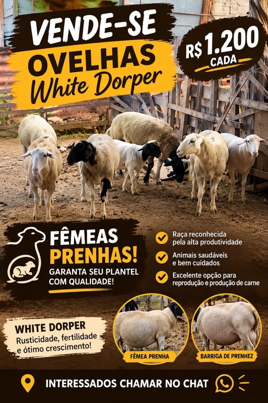 Ovelhas 