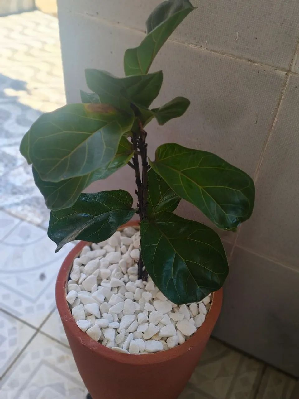 Ficus lyrata já com vazo - Foto 3