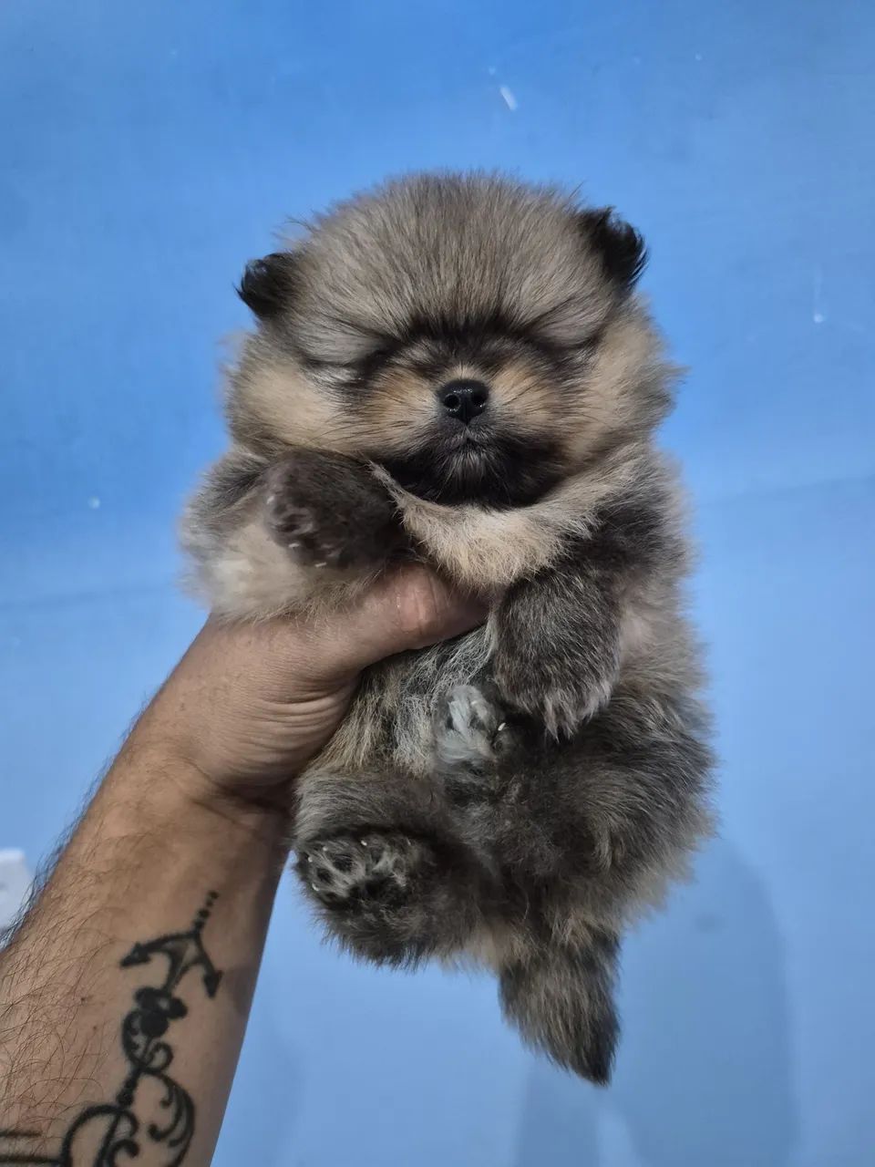 Lulu / spitz 